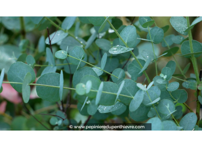 EUCALYPTUS gunnii