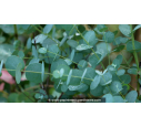 EUCALYPTUS gunnii
