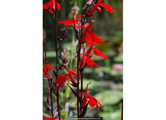 LOBELIA 'Queen Victoria'