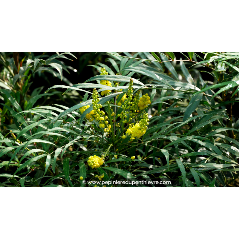 MAHONIA eurybracteata 'Sweet Winter'