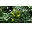 MAHONIA eurybracteata 'Sweet Winter'