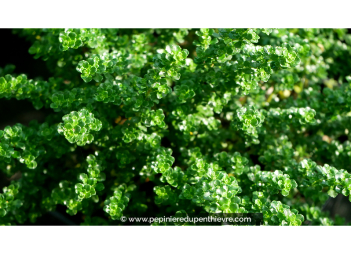 PROSTANTHERA cuneata