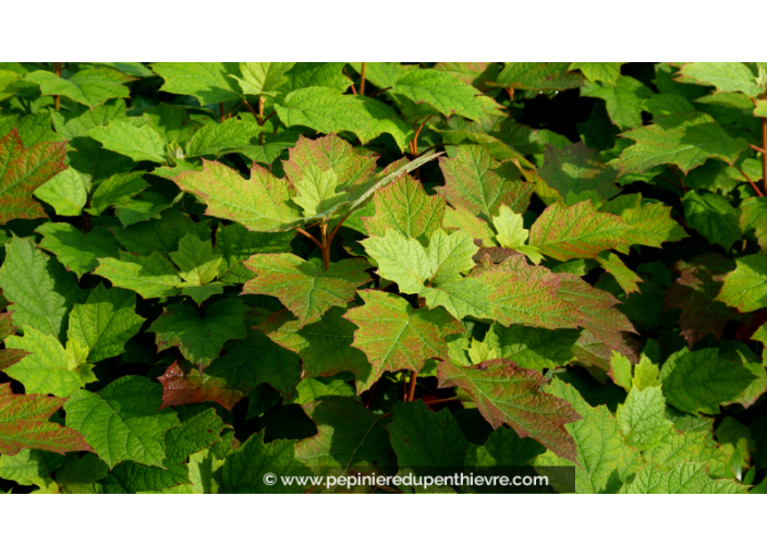 HYDRANGEA quercifolia 'Snowflake'