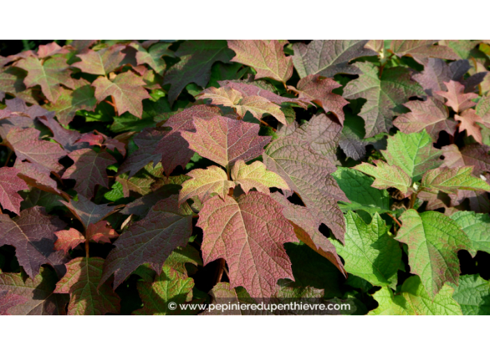 HYDRANGEA quercifolia 'Snow Queen'