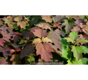 HYDRANGEA quercifolia 'Snow Queen'