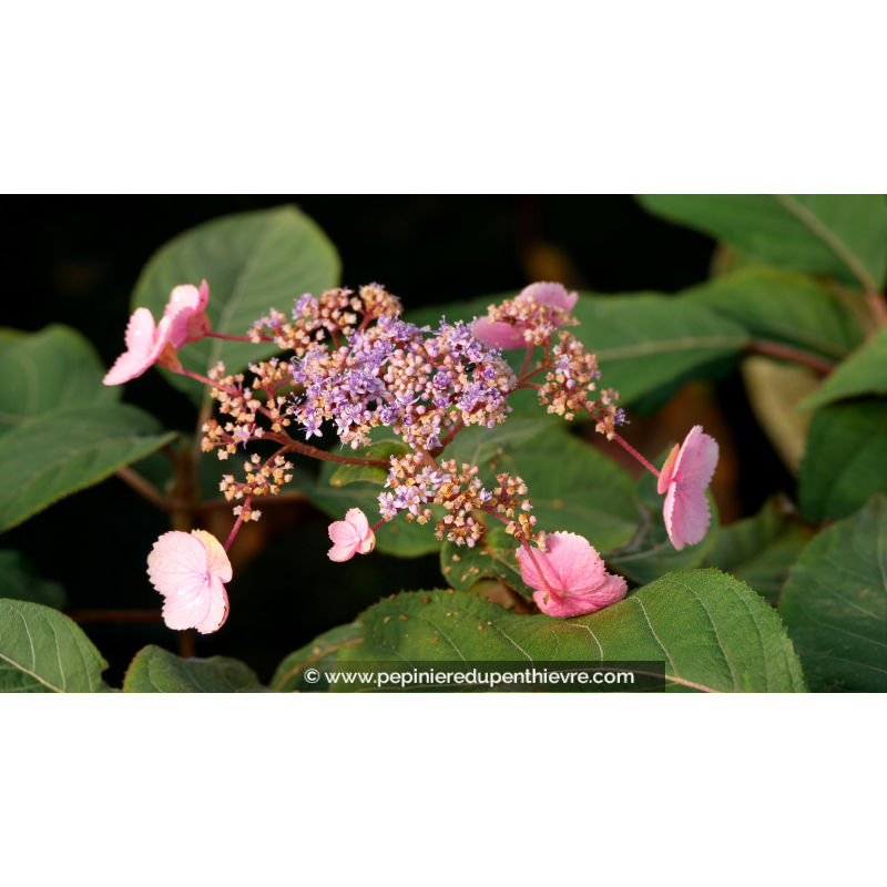 HYDRANGEA aspera 'Hot Chocolate'