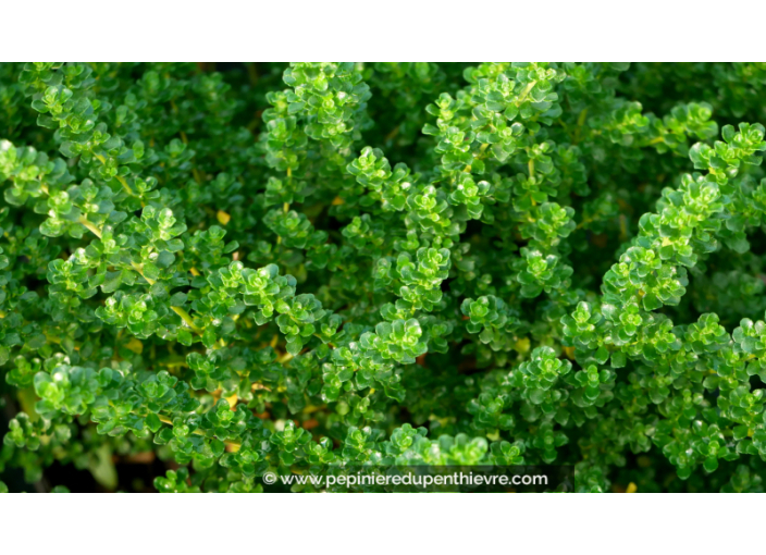 PROSTANTHERA cuneata