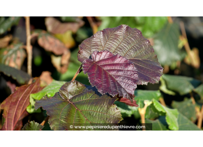 CORYLUS maxima 'Purpurea'