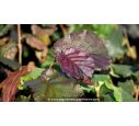 CORYLUS maxima 'Purpurea'