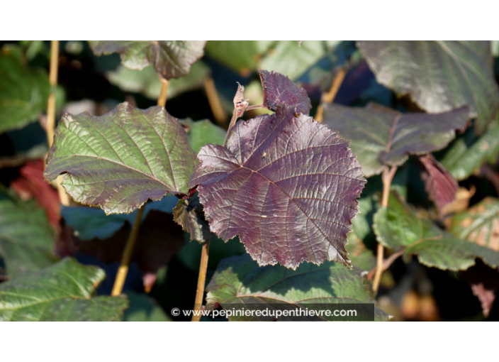 CORYLUS maxima 'Purpurea'