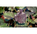 CORYLUS maxima 'Purpurea'