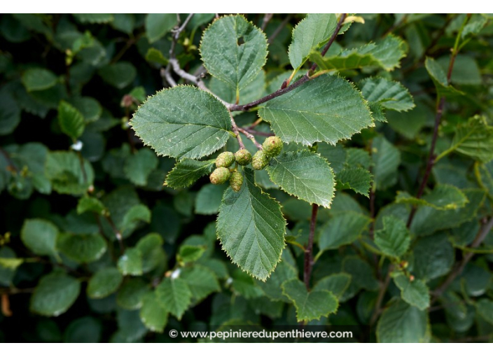 ALNUS incana