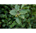 ALNUS incana