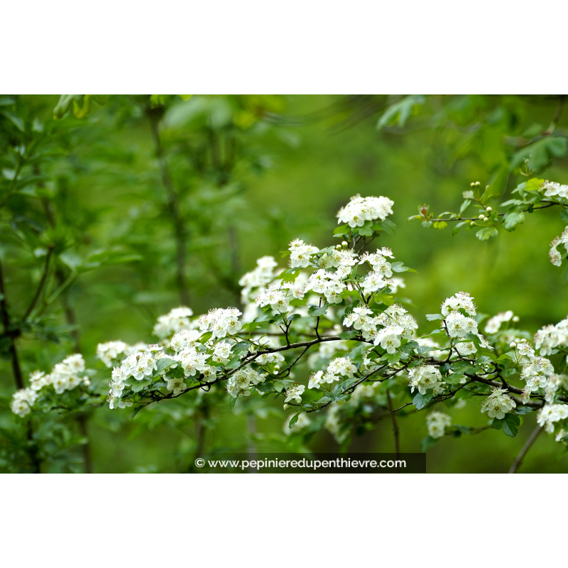 CRATAEGUS monogyna