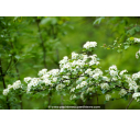 CRATAEGUS monogyna