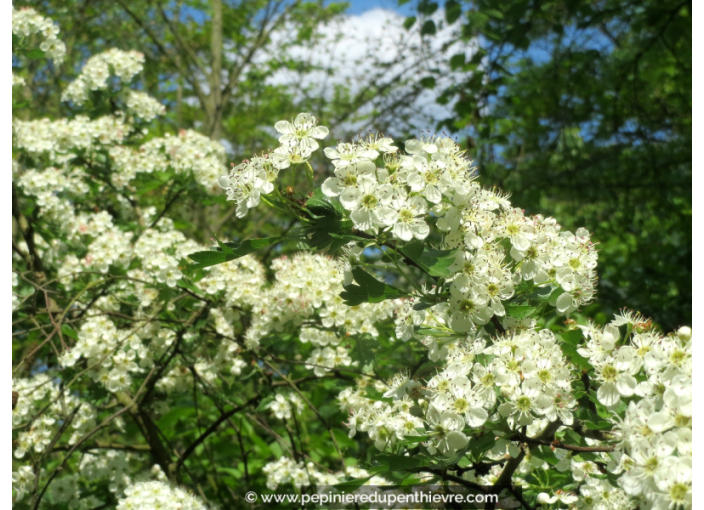 CRATAEGUS monogyna