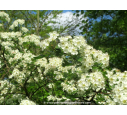 CRATAEGUS monogyna