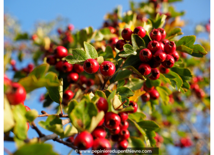 CRATAEGUS monogyna