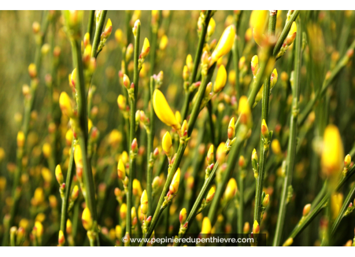 CYTISUS scoparius