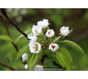 PYRUS communis