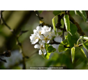 PYRUS communis