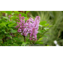 SYRINGA vulgaris