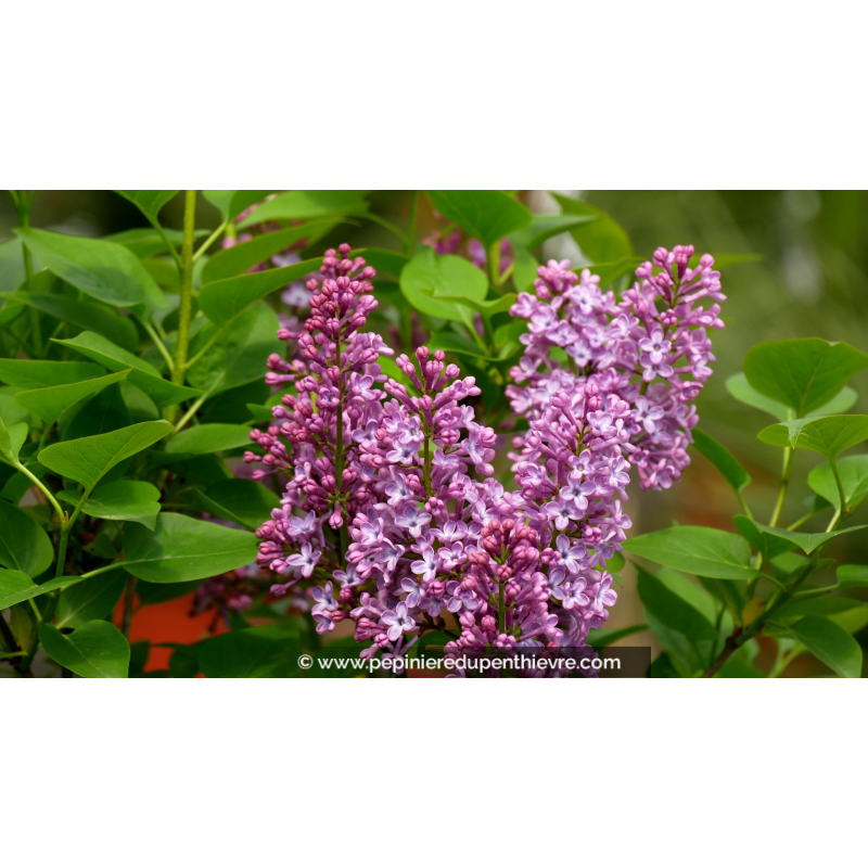 SYRINGA vulgaris