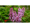 SYRINGA vulgaris