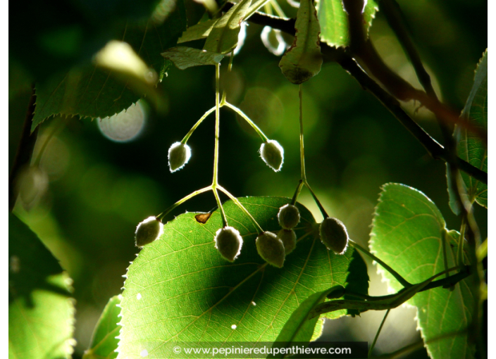 TILIA cordata