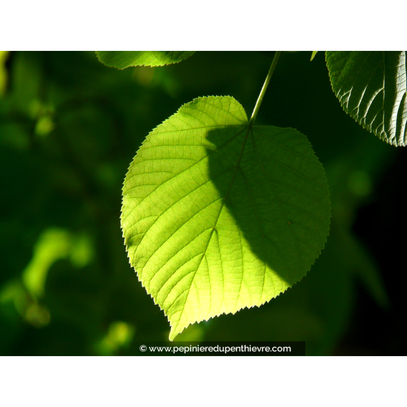 TILIA cordata