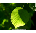 TILIA cordata