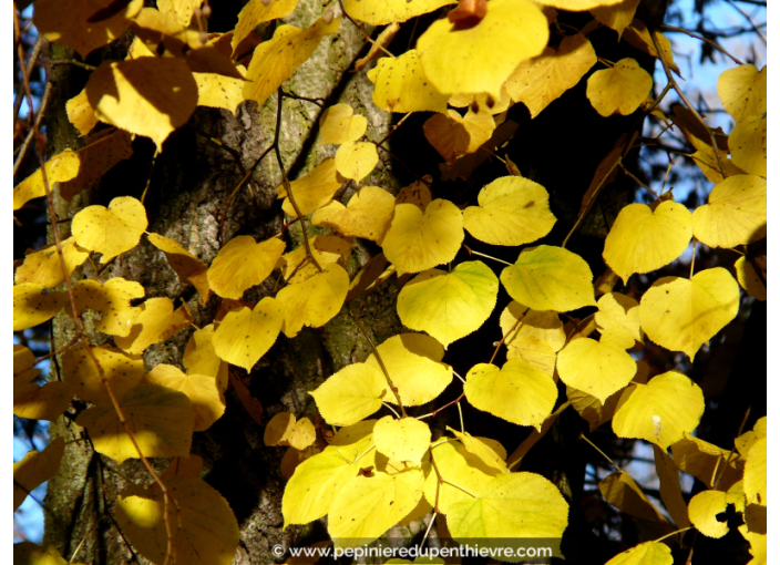 TILIA cordata