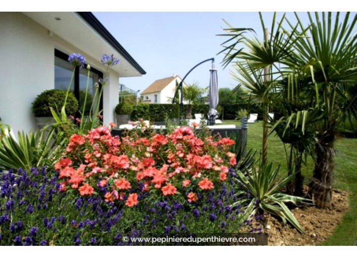 DECOROSIERS® 'Isalia' DECOROSIERS® 'Isalia'