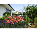 DECOROSIERS® 'Isalia' DECOROSIERS® 'Isalia'