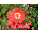 DECOROSIERS® 'Isalia' DECOROSIERS® 'Isalia'