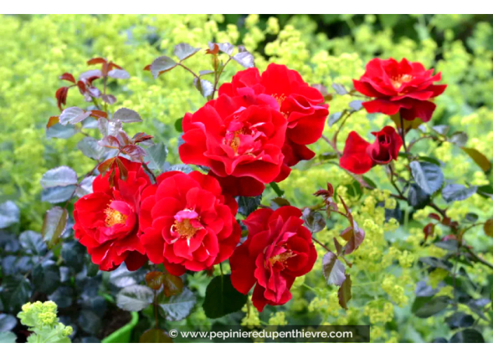 DECOROSIERS® 'New Vesuvia'