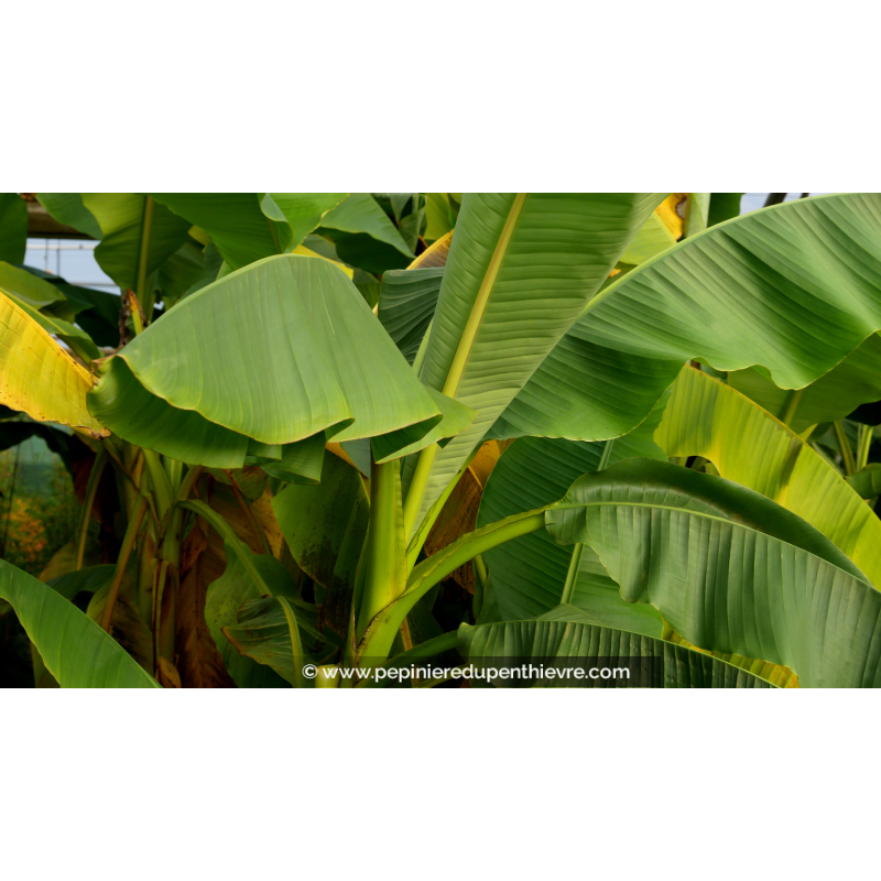 MUSA basjoo 'Daijao'