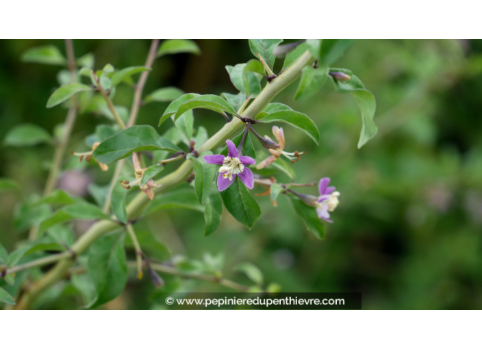 BAIES DE GOJI - LYCIUM barbarum