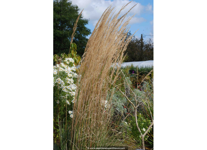 CALAMAGROSTIS x acutiflora 'Overdam' CALAMAGROSTIS x acutiflora 'Overdam'