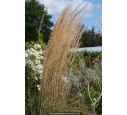 CALAMAGROSTIS x acutiflora 'Overdam' CALAMAGROSTIS x acutiflora 'Overdam'