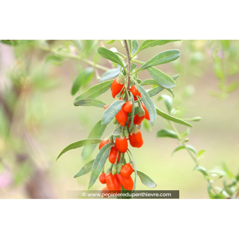 BAIES DE GOJI - LYCIUM barbarum