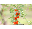 BAIES DE GOJI - LYCIUM barbarum