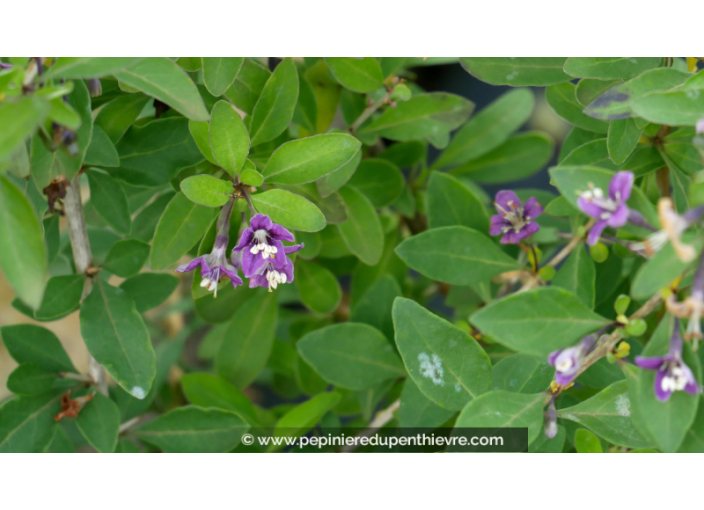 BAIES DE GOJI - LYCIUM barbarum