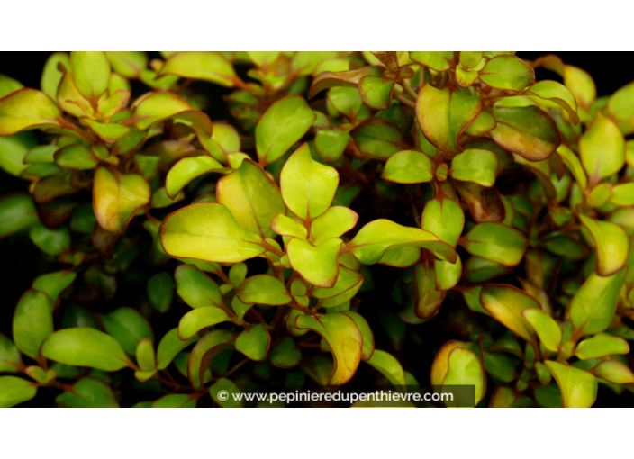 COPROSMA 'Pina Colada'® - Automne