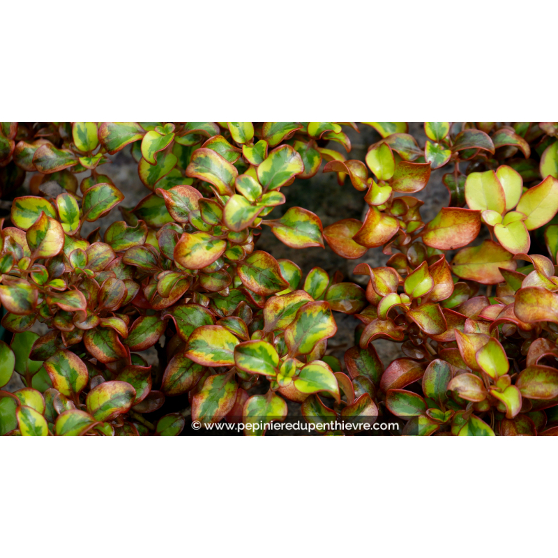 COPROSMA 'Tequila Sunrise'