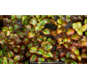 COPROSMA 'Tequila Sunrise'