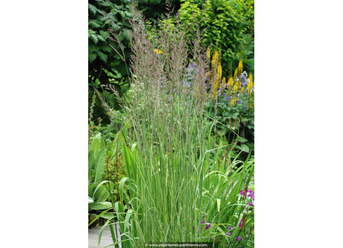 CALAMAGROSTIS x acutiflora 'Overdam' CALAMAGROSTIS x acutiflora 'Overdam'