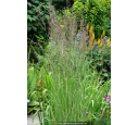 CALAMAGROSTIS x acutiflora 'Overdam' CALAMAGROSTIS x acutiflora 'Overdam'
