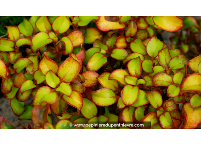 COPROSMA 'Tequila Sunrise'