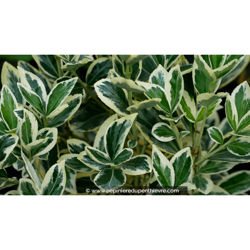 EUONYMUS japonicus 'Silver King'